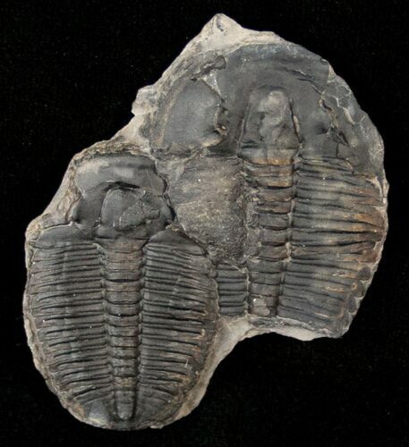 Double Elrathia Trilobite Specimen #14218